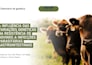 design canva and powerpoint slides